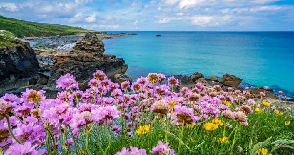 Cornwall Buying Agent - Pink sea thrift flowers on the coast in St Ives, Cornwall