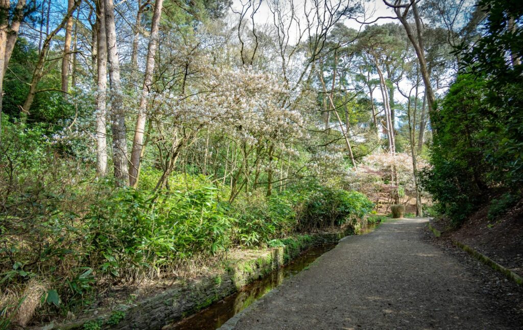 Footpath through Branksome Chine in Poole